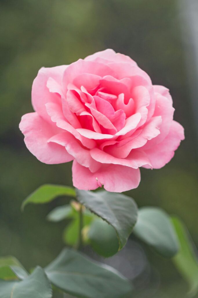 Close-up of a blooming pink rose outdoors, perfect for backgrounds or wallpapers.